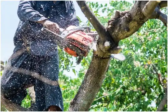 tree services Bessemer